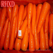 Precio de zanahoria fresca 2018 Precio de mercado de zanahoria fresca